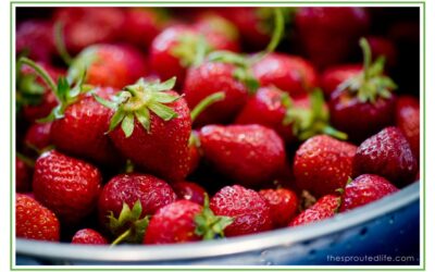 strawberry rhubarb – chocolate tart (paleo, gluten free & dairy free)